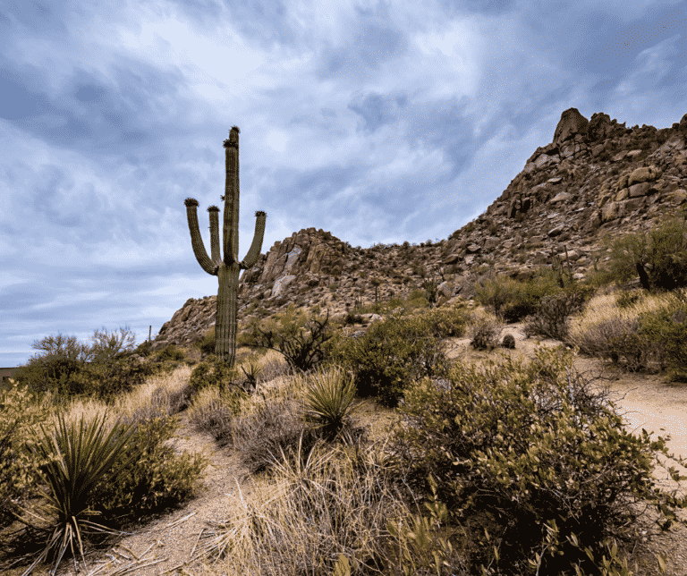 Radon Risk in Arizona Mountainside with cactus
