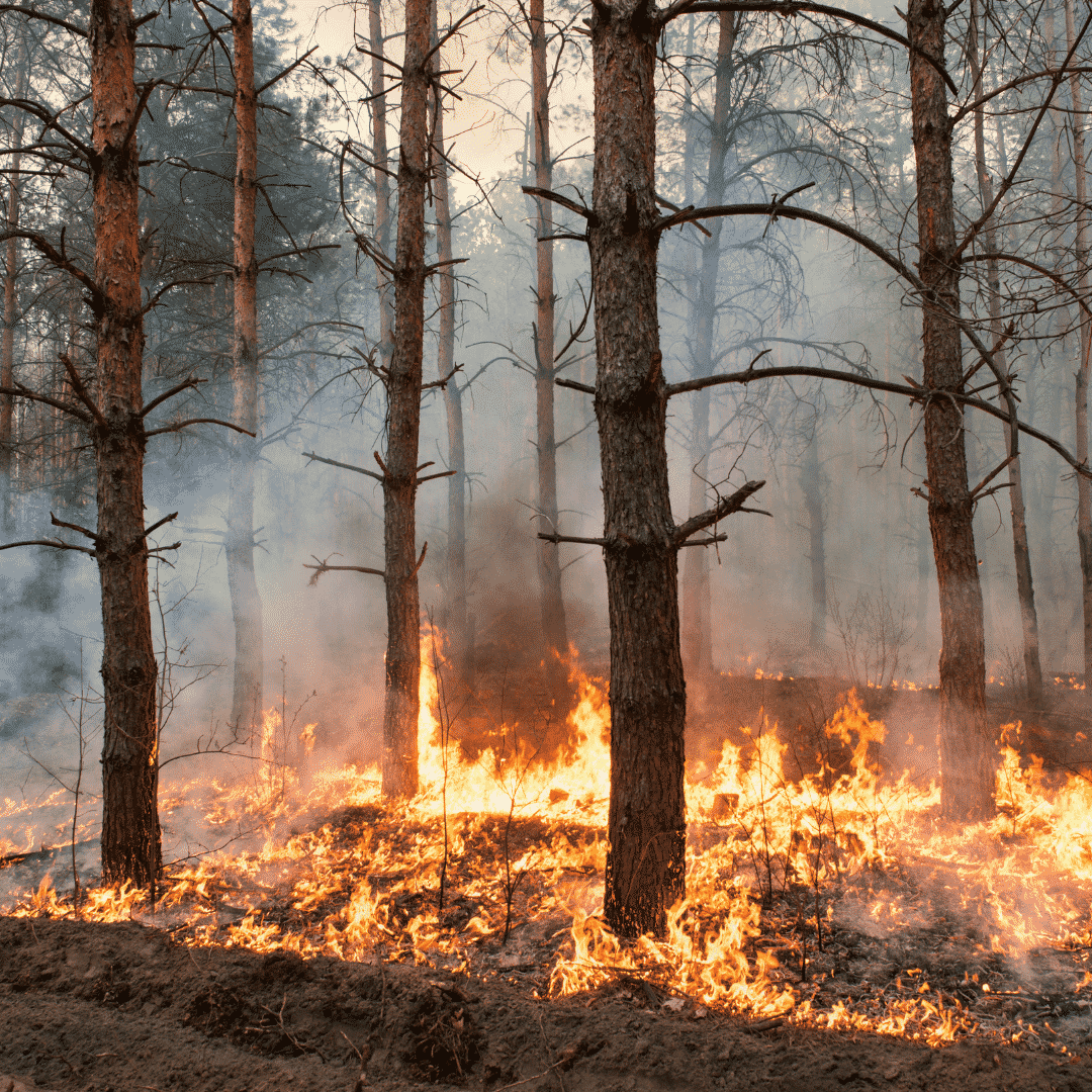 Wildfires and Homeowners Insurance Wildfire in national forest
